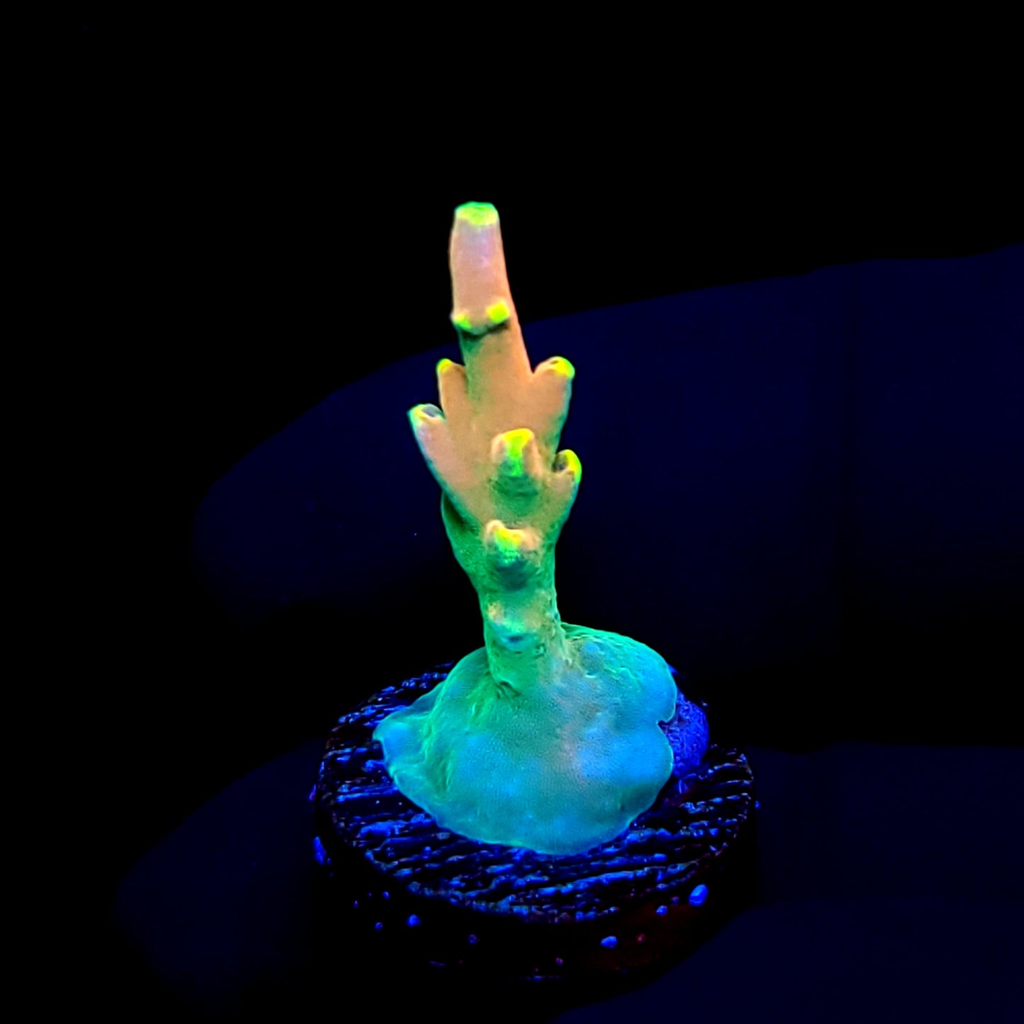 CB Flaming Unicorn
