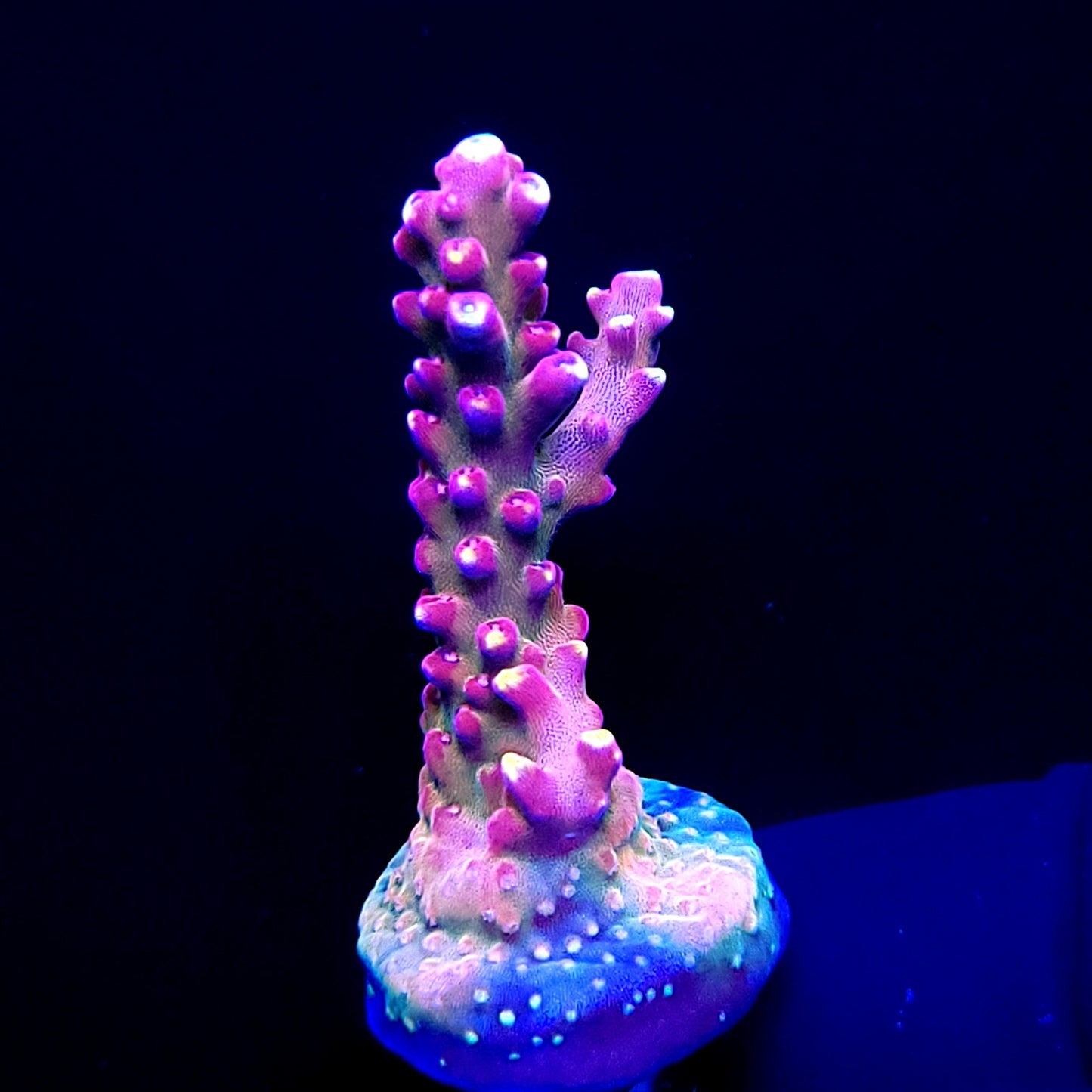 Graham's Aquaculture Arcoiris