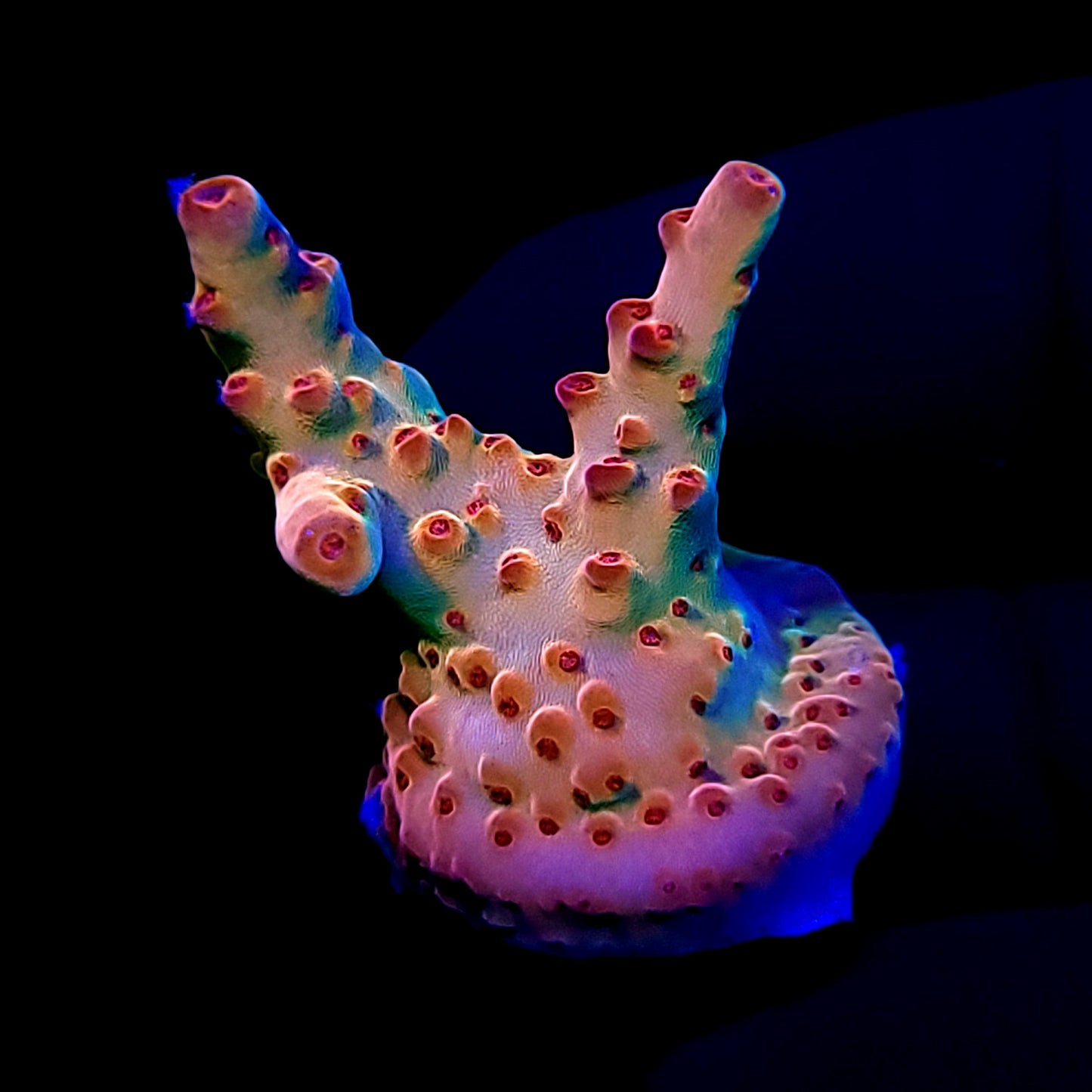 Graham's Aquaculture Shazam