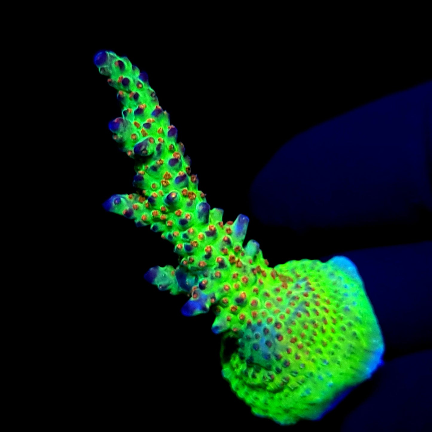 JKR Rainbow Acro
