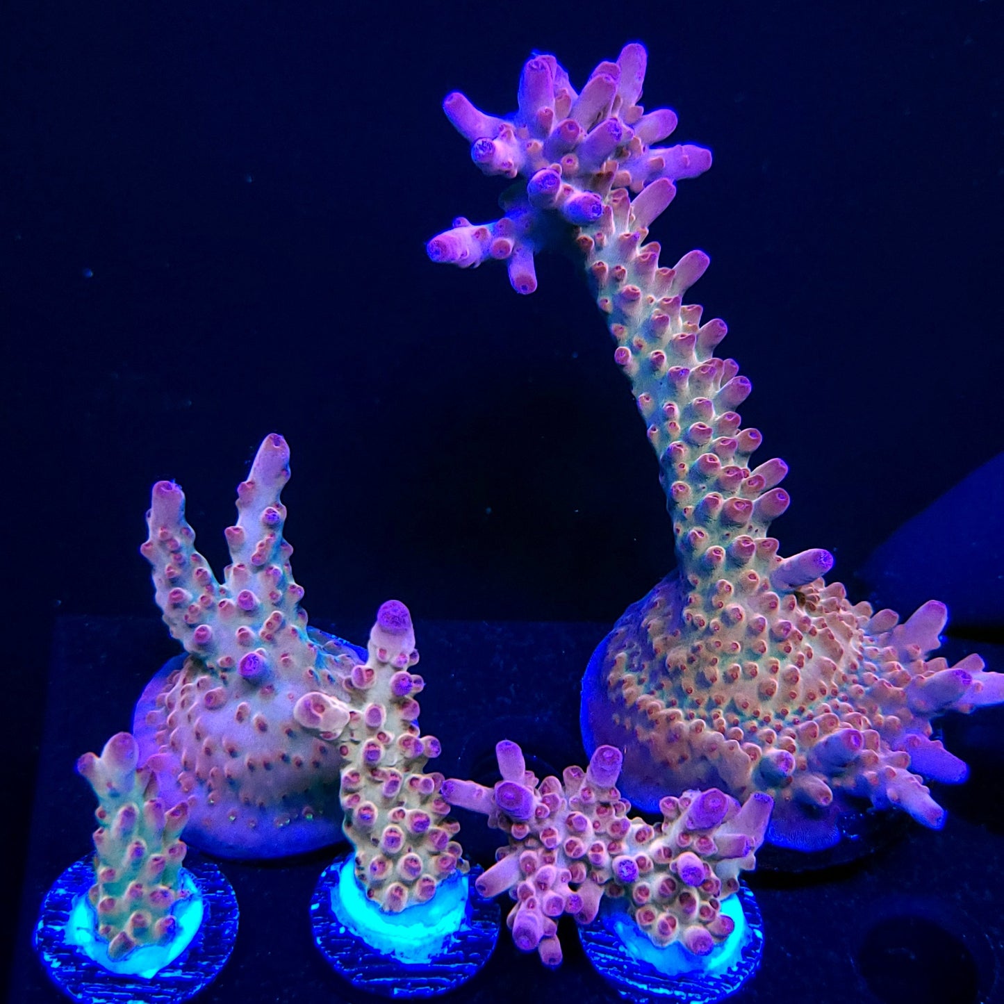 Graham's Aquaculture Shazam