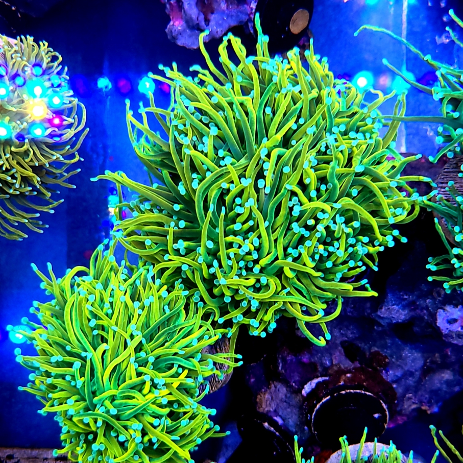Lemon Lime Holy Grail Torch