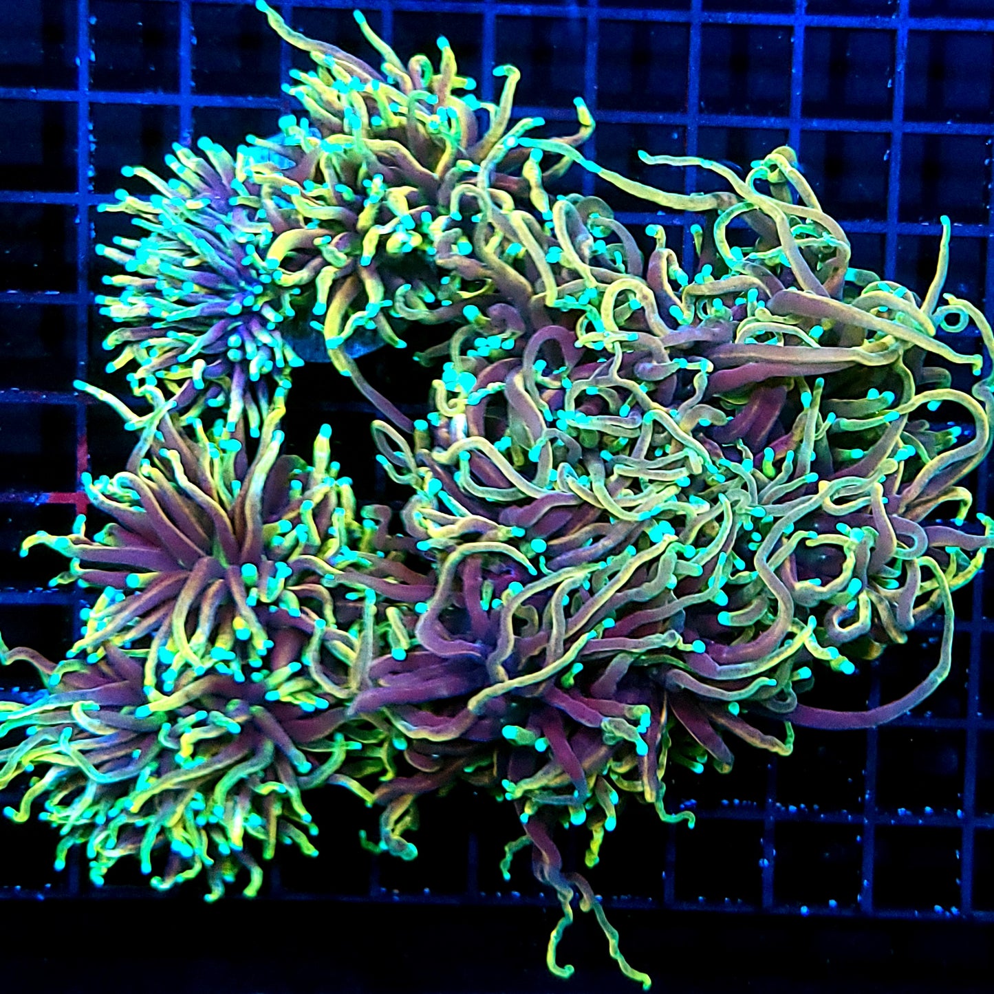 Rainbow Dragonsoul