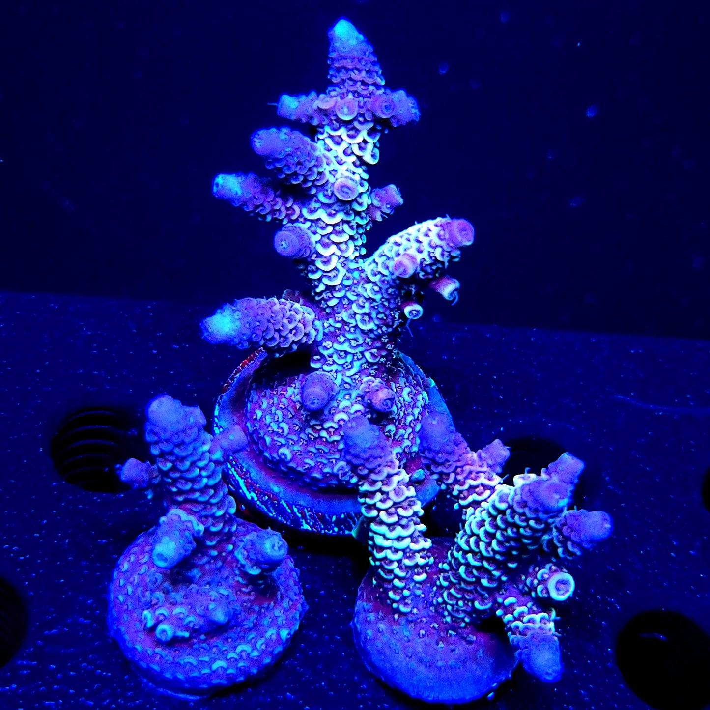 Raising Reefs Blue Flame