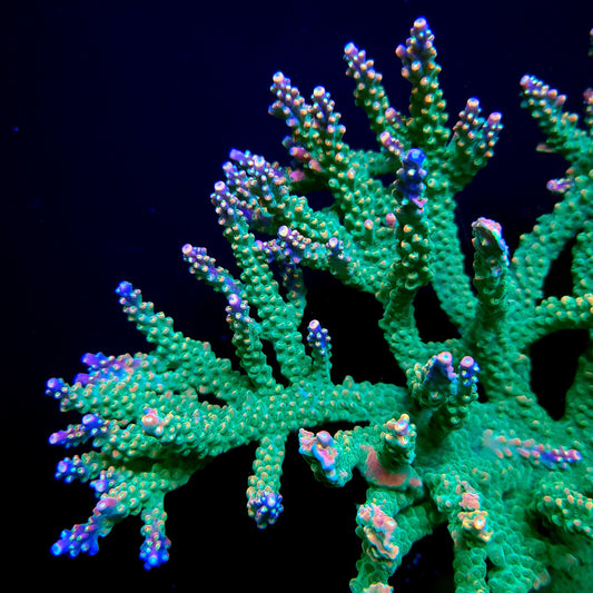 BC Bubblebath Unicorn