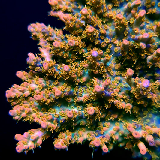 CB Tangerine Dreams