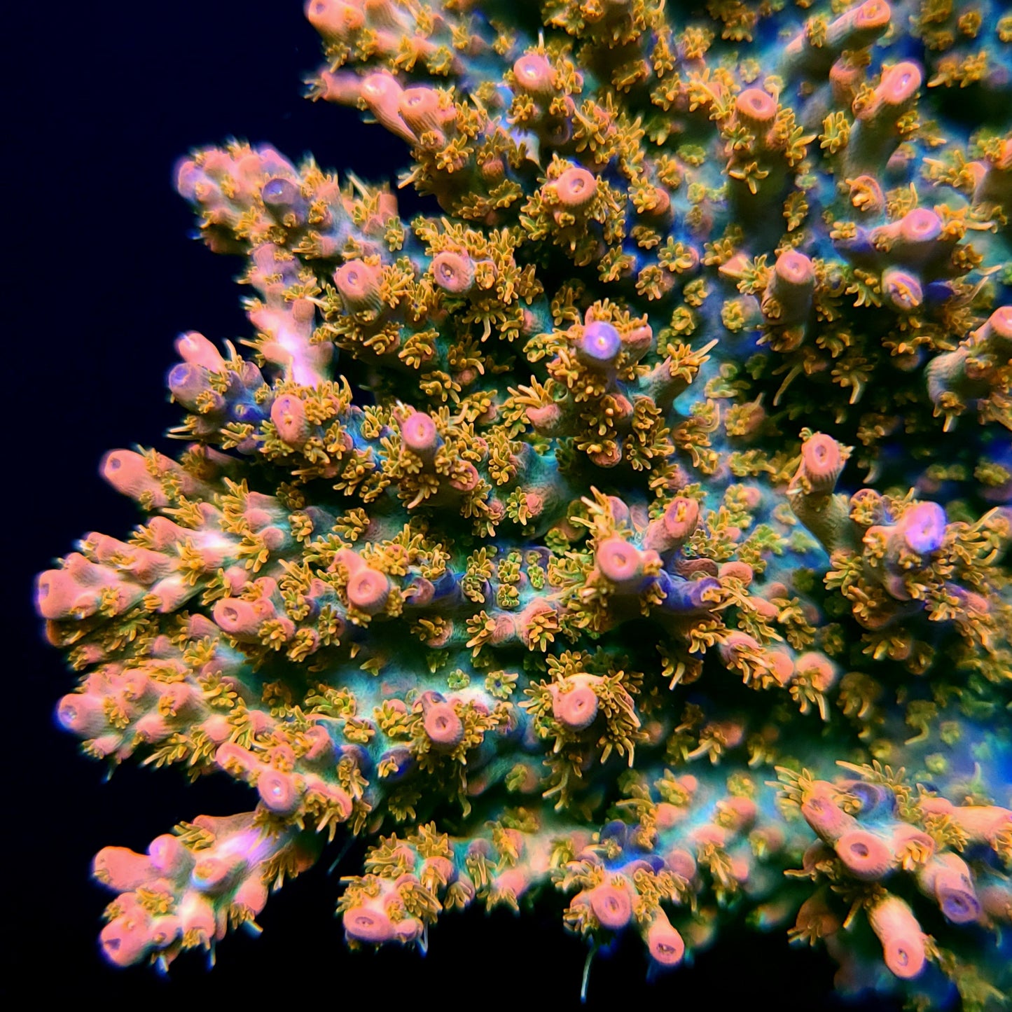 CB Tangerine Dreams
