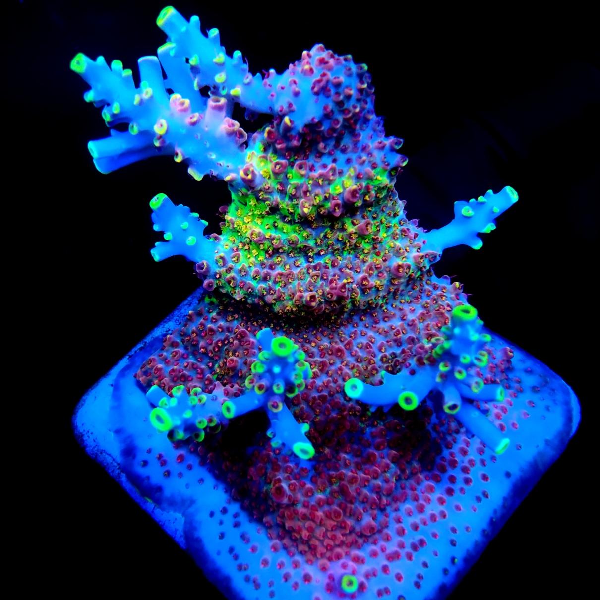 CC Fuzzy Rainbow