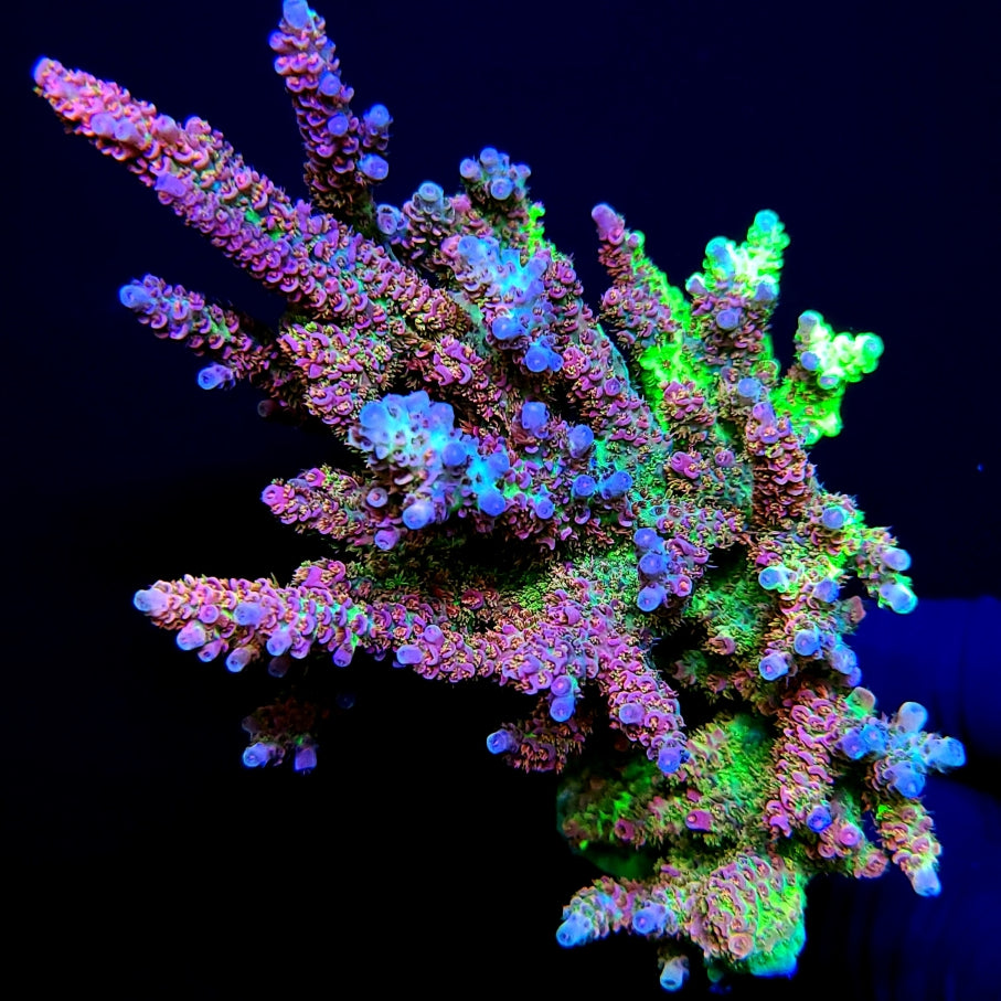 Grafted MattV Mack Daddy