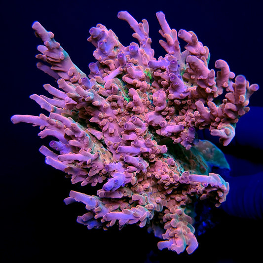 Graham's Aquaculture Cataclysm Granulosa