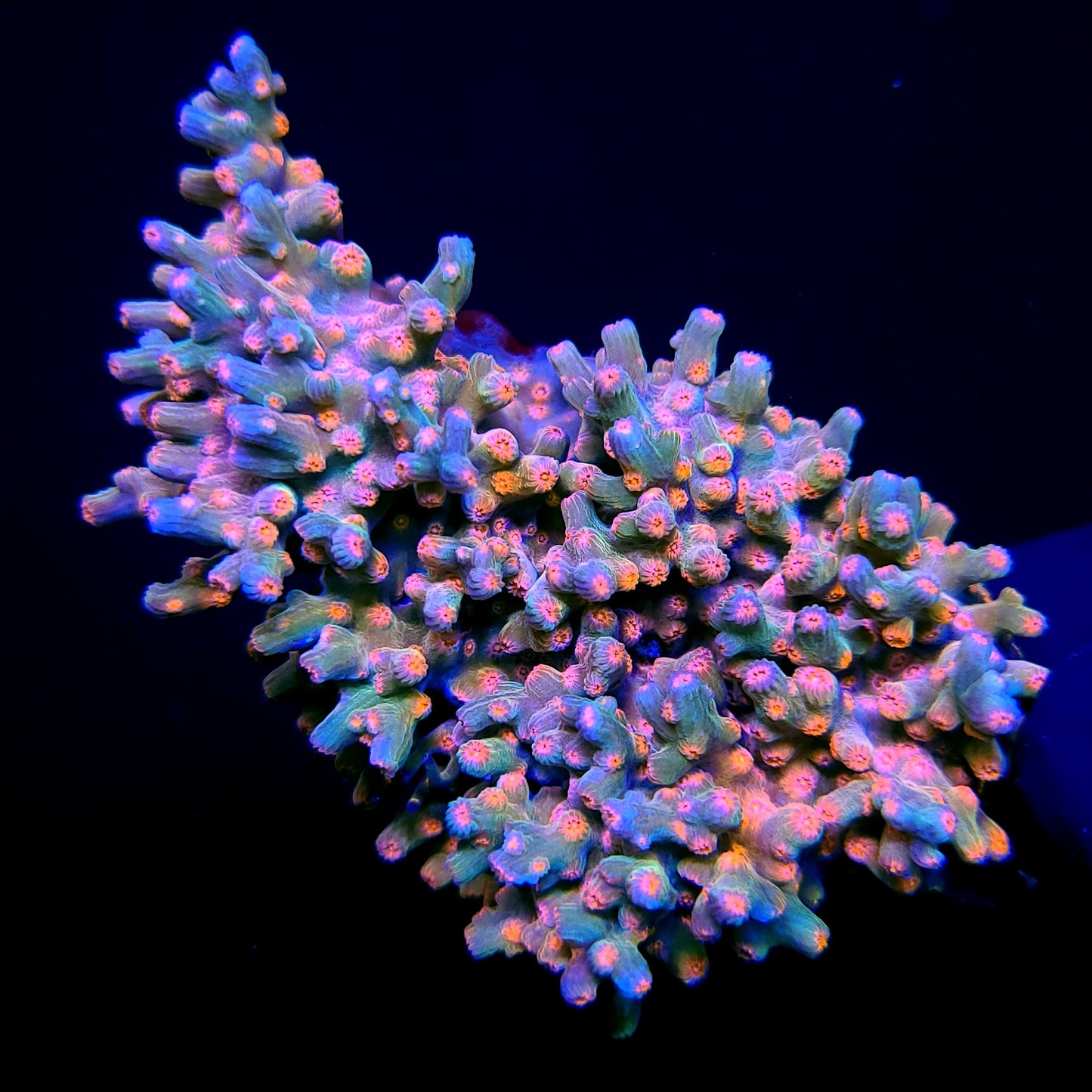 Graham's Aquaculture Chaos Cyphastrea