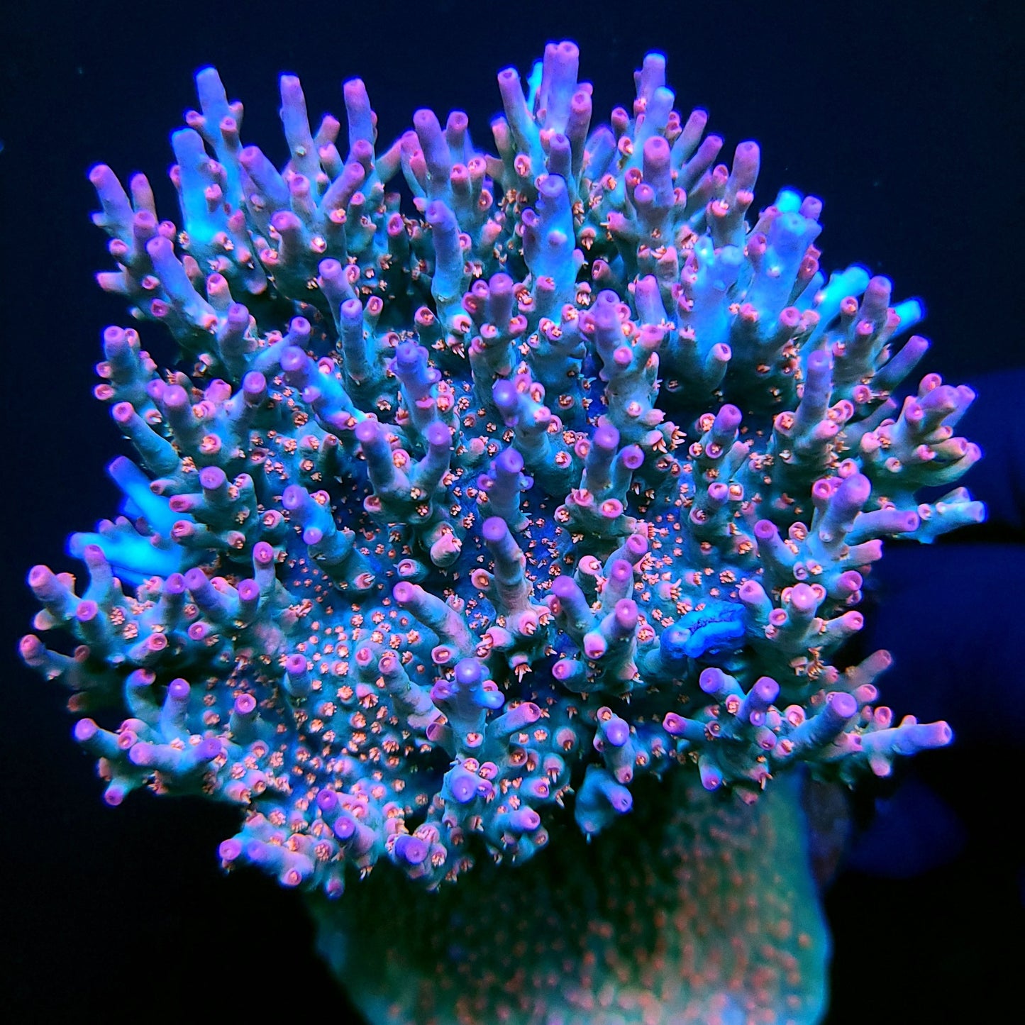 Graham's Aquaculture Diamonds & Sauce