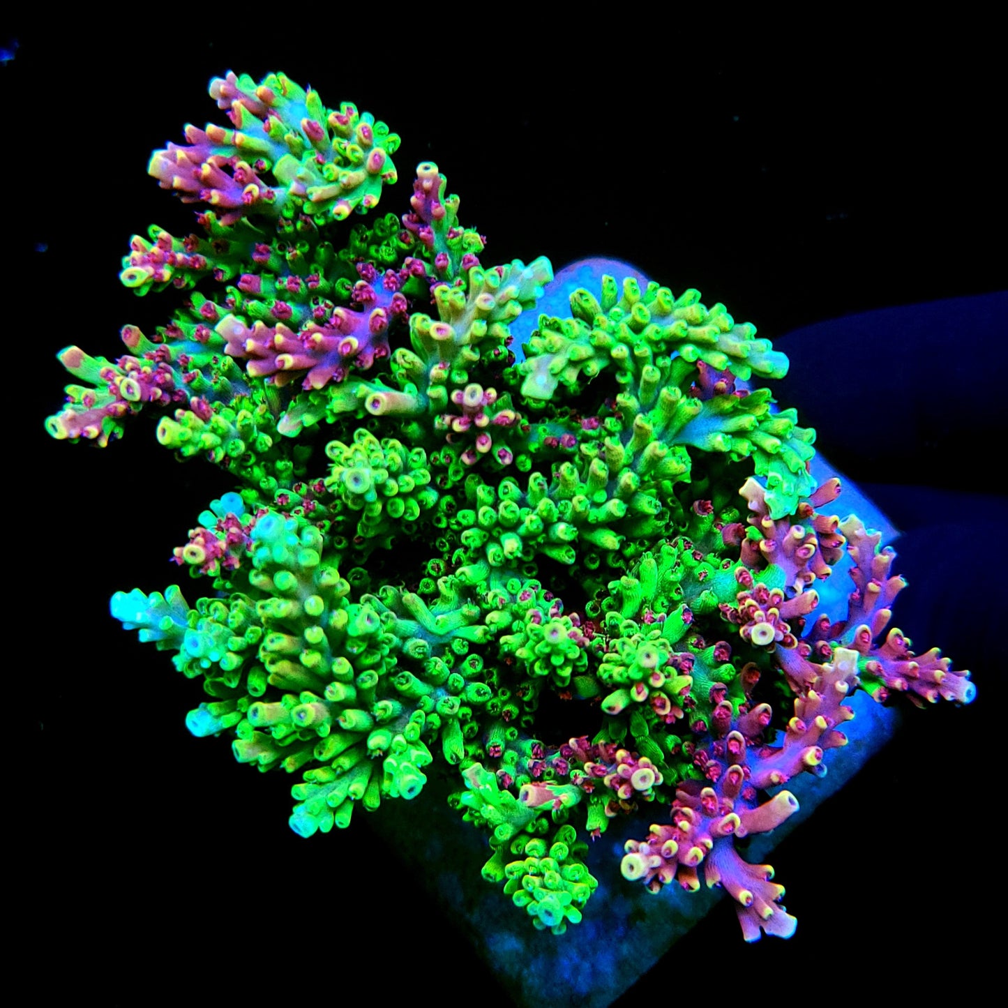 Graham's Aquaculture Grafted Zeus