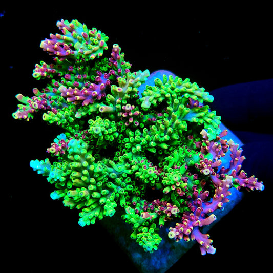 Graham's Aquaculture Grafted Zeus