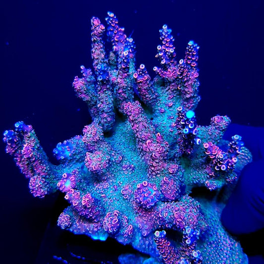 Graham's Aquaculture Hyperion Mille