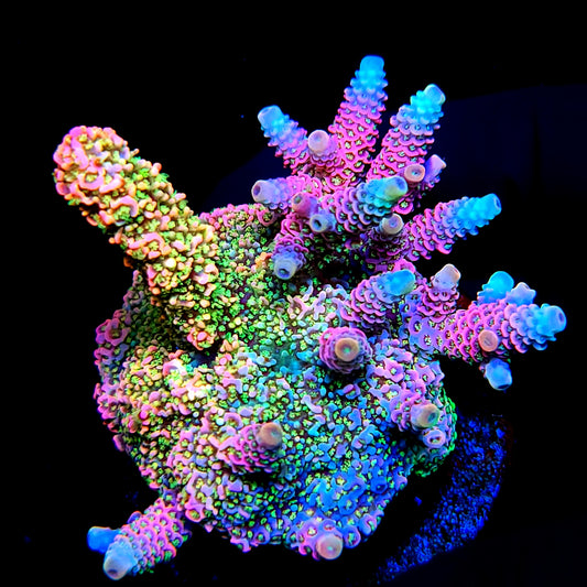 Graham's Aquaculture Lovely Jubbly So Damn Bubbly Mille