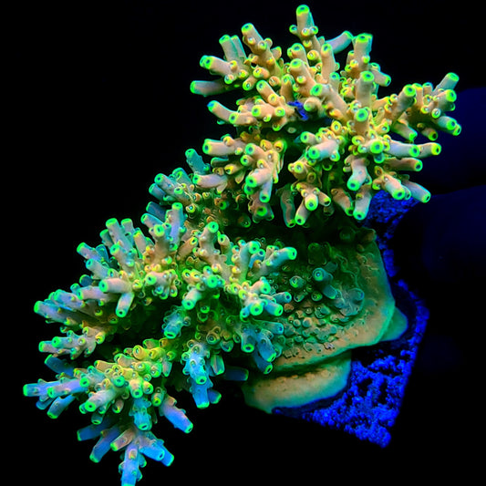 Graham's Aquaculture Mango Smoothie