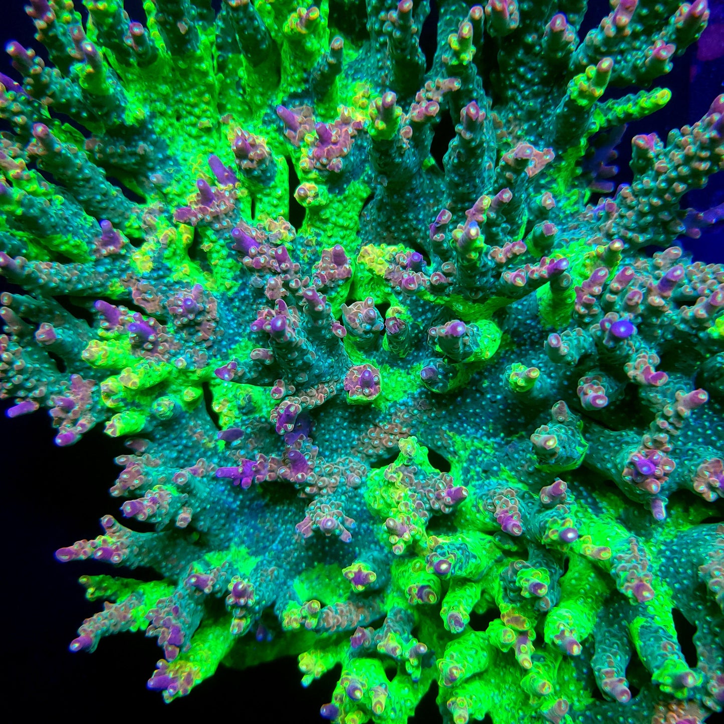 Graham's Aquaculture OG Grafted Acro