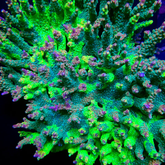 Graham's Aquaculture OG Grafted Acro