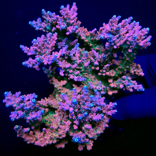 Graham's Aquaculture Orion