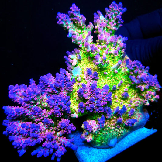 Graham's Aquaculture Rainbow Blossom