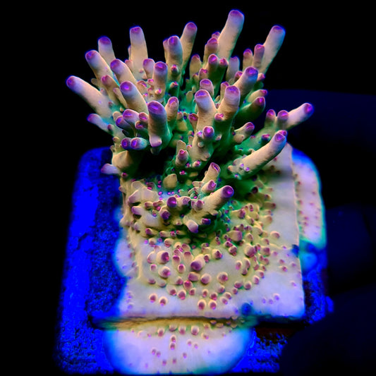 Graham's Aquaculture Rainbow Smoothie