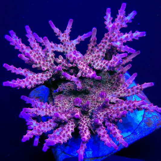 Graham's Aquaculture Shazam