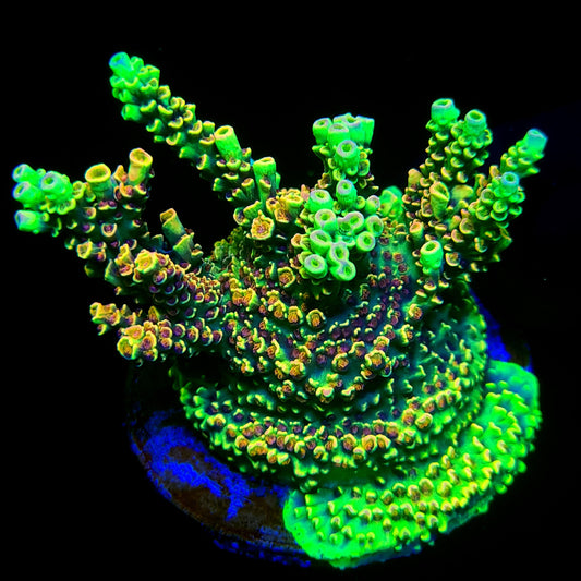 POTO The Outer Worlds