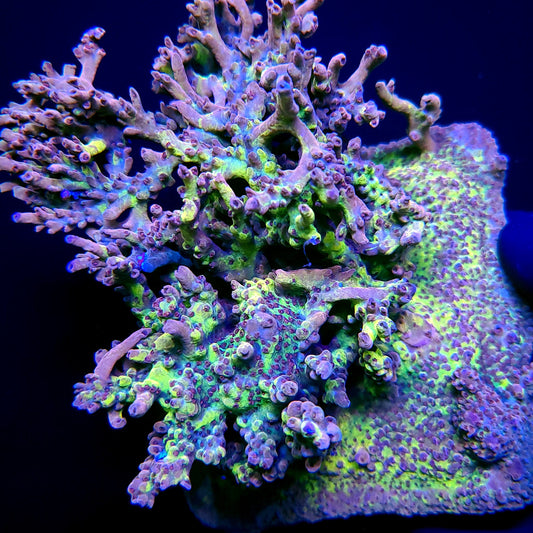 RR USA Bleeding Avengers