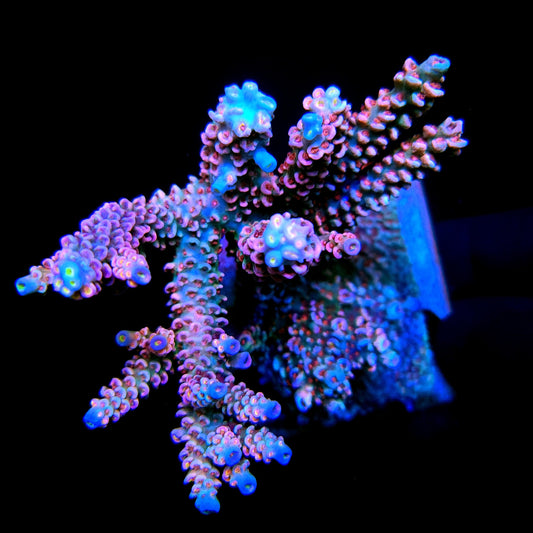 SBB Pinky & the Brain