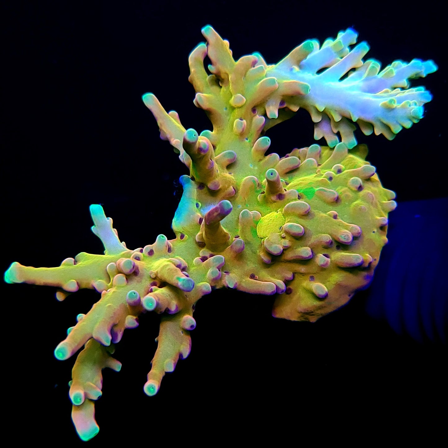 TCK Atomic Echinata