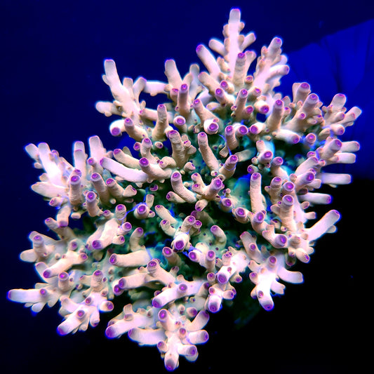 TUSI's Rainbow Granulosa