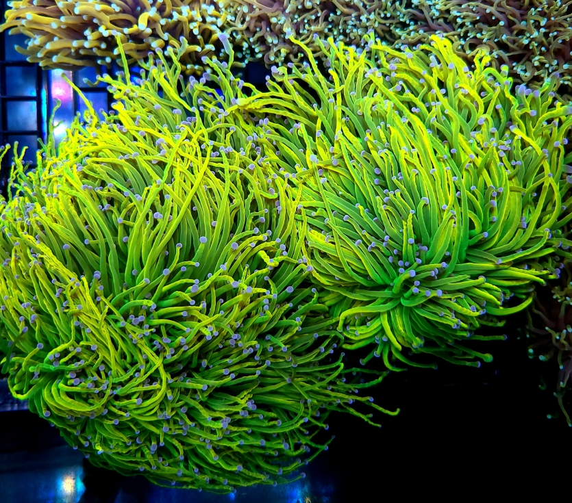 Coral Cruze 24k HG Torch