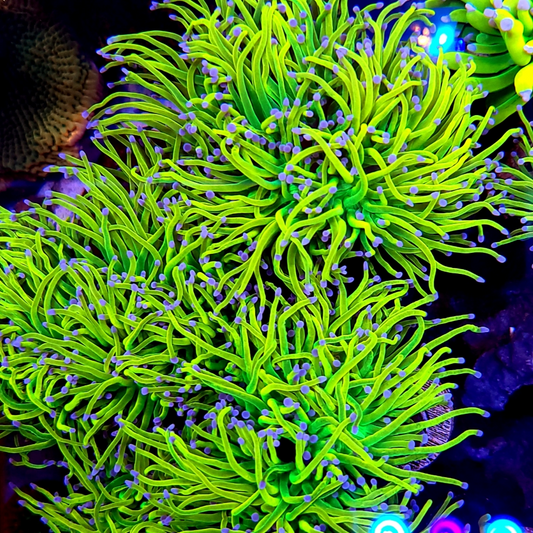 Graham’s Aquaculture 24k Holy Grail