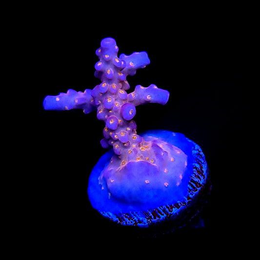 Graham's Aquaculture Spliced Nerds