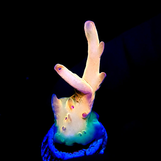TUSI's Rainbow Granulosa