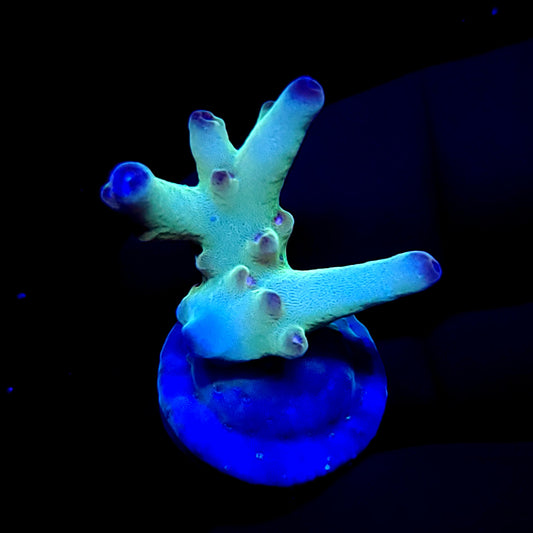 Graham's Aquaculture Deep Space Granulosa