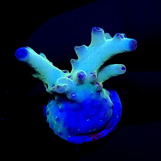 Graham's Aquaculture Deep Space Granulosa