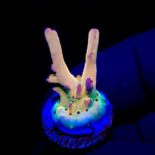 TUSI's Rainbow Granulosa
