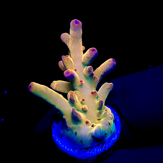 TUSI's Rainbow Granulosa