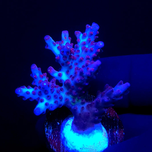Graham's Aquaculture Purple Flame Table