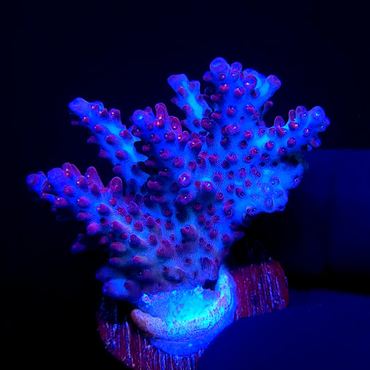 Graham's Aquaculture Purple Flame Table