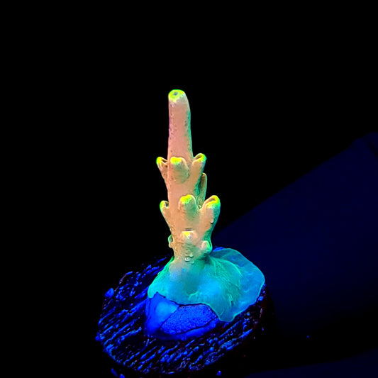 CB Flaming Unicorn