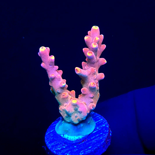 Graham's Aquaculture Orion