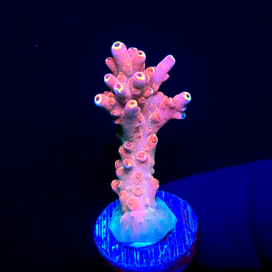 Graham's Aquaculture Orion