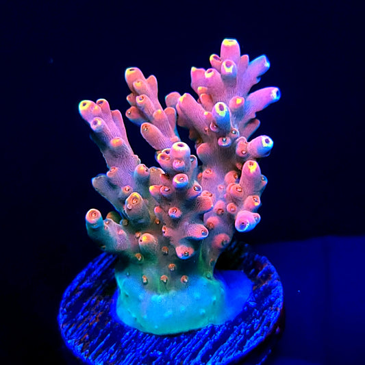 Graham's Aquaculture Orion