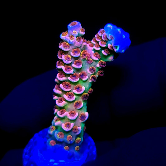 RMF Lucky Charms