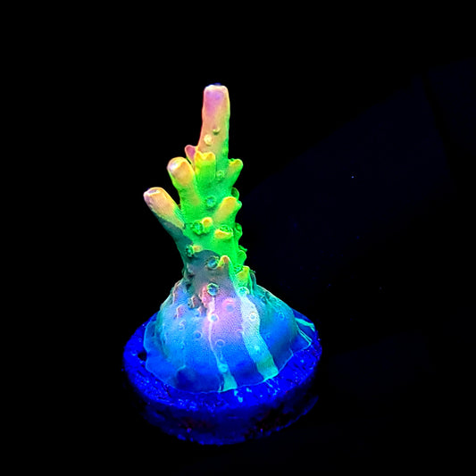 Graham's Aquaculture OG Grafted Acro