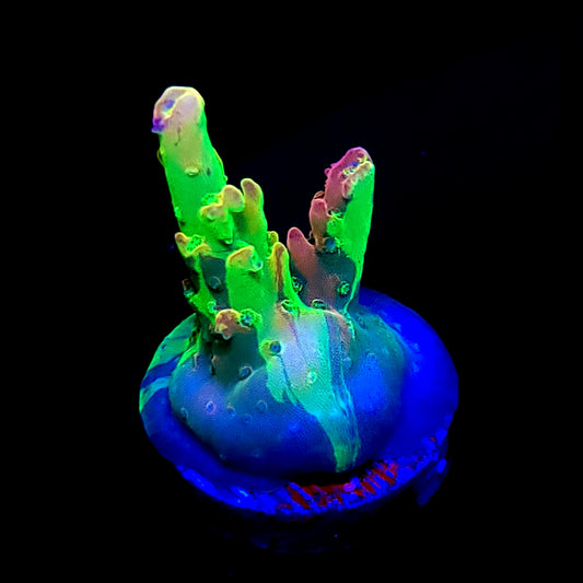 Graham's Aquaculture OG Grafted Acro