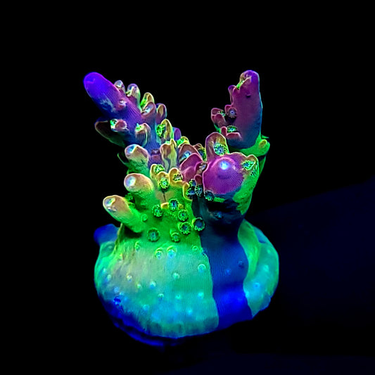 Graham's Aquaculture OG Grafted Acro